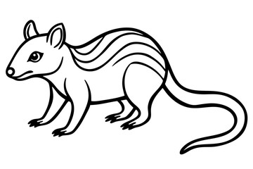 Elegant Quoll Linework