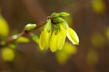 Forsythia