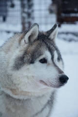 Winter day above the arctic circle