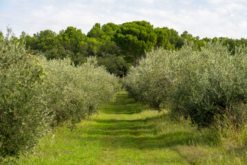 olive trees with green olives