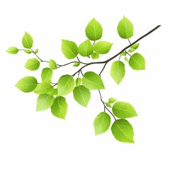 Fototapeta premium Green Branch with Leaves