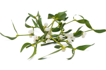 mistletoe branch isolated