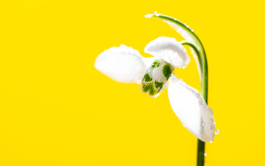 snowdrop