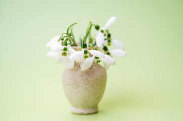 snowdrops close-up