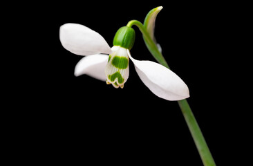 Fototapeta premium snowdrops close-up