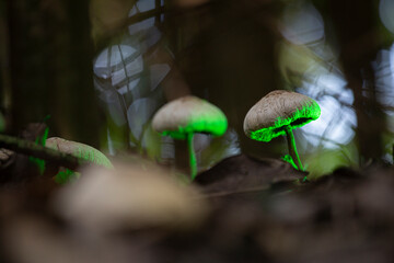hongos en el bosque