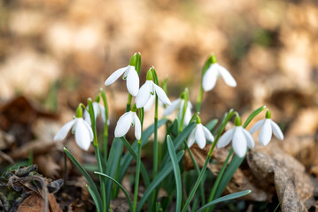 snowdrops first spring flowers