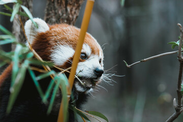 cute red panda close up