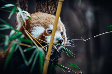 cute red panda close up