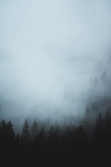 Foggy  Forest