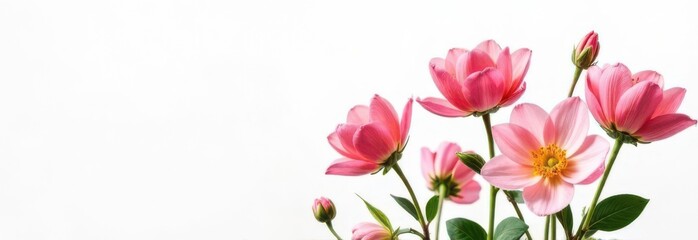 Fototapeta premium Delicate pink dahlia flowers creating a beautiful floral arrangement on white background