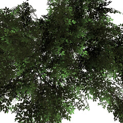 tree leaves