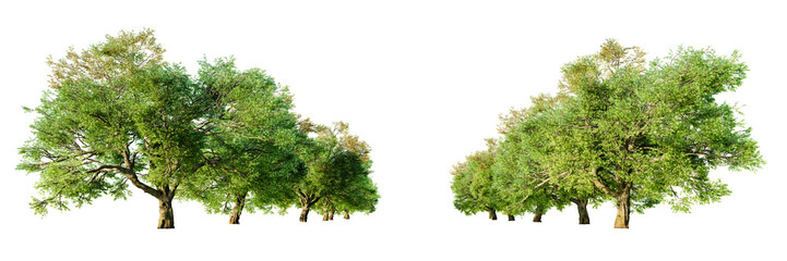 Two rows of old oak trees isolated on transparent background. 3D render.
