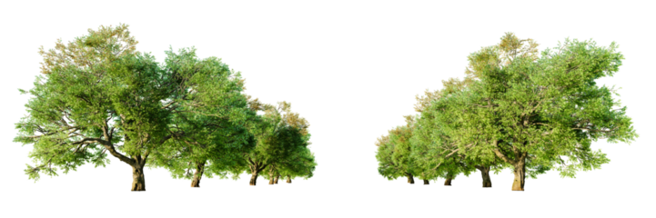 Two rows of old oak trees isolated on transparent background. 3D render.