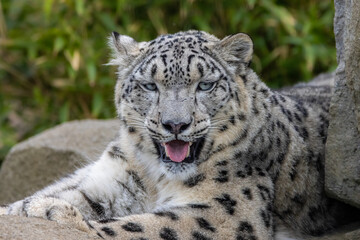Snow leopard close up portrait