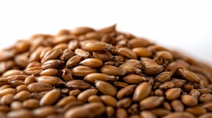 Obraz premium Close-up view of Malted Barley, a crucial component in brewing process