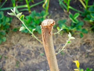 A fragment of a sprouted dry stick-peg