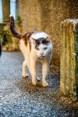 Cat on the street