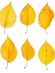 Isolated fall leaves on white background. Natural scanned aspen yellow leaves set, autumn, foliage, nature, vibrant