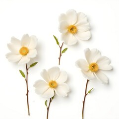 Obraz premium white flowers on white background