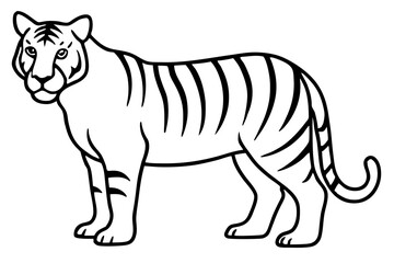 Fototapeta premium Elegant Tiger Sketch