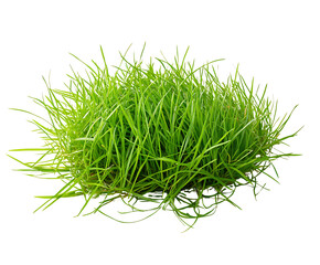 A lush clump of vibrant green grass isolated on a white background.