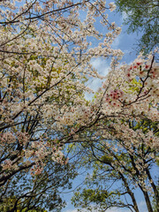 Japanese Cherry Blossoms: Springtime Travel in Japan with Blooming Sakura Trees