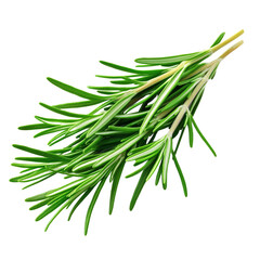 Fototapeta premium Fresh green rosemary herb sprig for culinary use isolated on transparent background