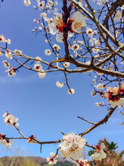 Japanese Apricot Blossom Branch Against Clear Sky, Spring Travel Japan