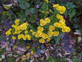 Herbstastern, Astern, Blumen Blüten, Herbst