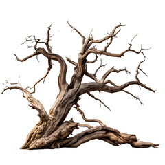 Obraz premium Ancient Tree's Embrace: A captivating view of an ancient, weathered tree, showcasing its intricate network of branches, devoid of leaves, set against an isolated background.
