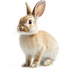 Obraz premium A beautifully detailed portrait of a rabbit standing in side view, its soft light brown and white fur carefully textured, large expressive eyes full of curiosity, and perked-up ears, isolated on