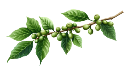 Watercolor illustration of a coffee branch with green coffee beans and leaves on a transparent background Concept of organic coffee, freshness, and natural products
