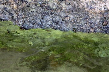Coastal Rock Covered in Green Algae with Shallow Water Lapping at Its Base