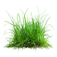 green grass on white background