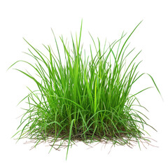 green grass on white background