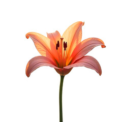 red silhouette of lily flower. Vector illustration.