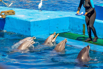 Trained Dolphins Performing at Marine Show
