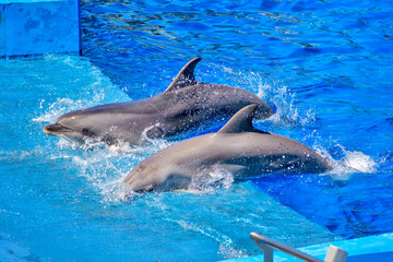 Obraz premium Dolphins Splashing in a Synchronized Performance