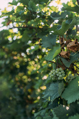 Scenic vineyard with lush green grapevines in the foreground under a clear blue sky on a sunny day. Close-up grapes