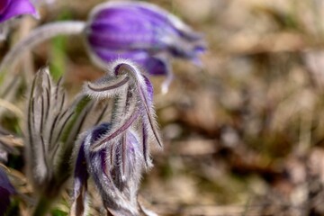 Buds and flowers of the pasqueflower (Pulsatilla grandis)