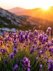 Fototapeta premium A breathtaking close-up of a wild lavender meadow in the Spanish Sierra de Guadarrama mountains at sunset