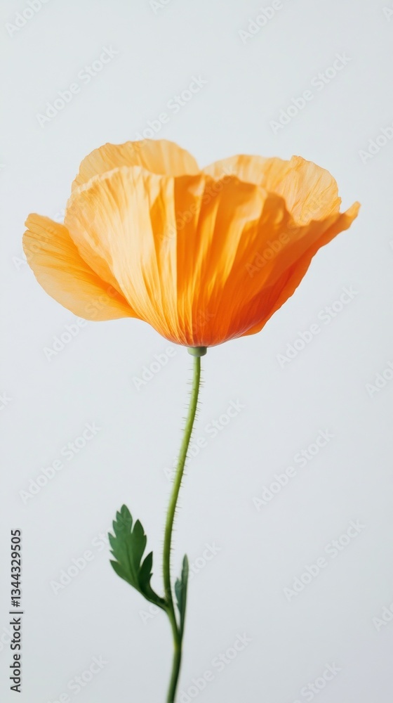 Poster bright orange petals unfurl gracefully, capturing the essence of a spring bloom. a single stem suppo