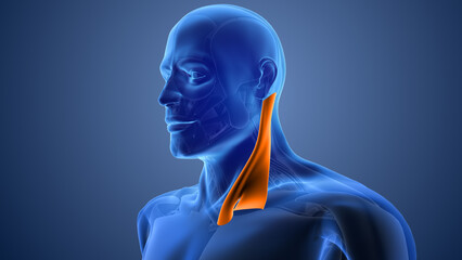 Fototapeta premium Animation of the sternocleidomastoid muscles pain