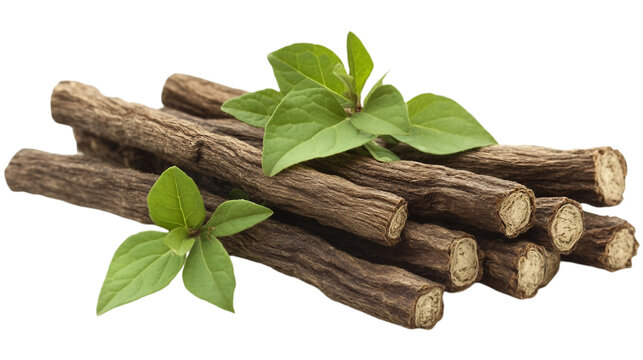 Licorice wooden dry roots  for medical herb with fresh vibrant green leaves isolated on white background. Suitable for marketing or business purposes. PNG file