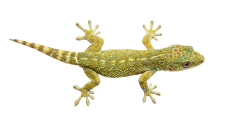 A gecko with green and brown patterns clings to a black background, showcasing its unique skin texture and distinctive toe pads.