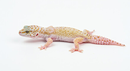 Obraz premium A leopard gecko with yellow and pink spots stands on a white background. Its coloration pops in contrast to the clean backdrop.