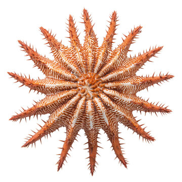 Crown-of-thorns starfish (Acanthaster planci) isolated on transparency background