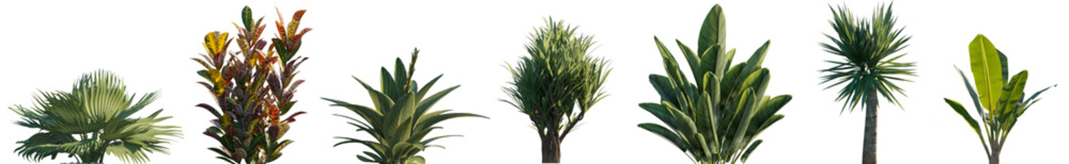 Indoor and outdoor plants for interior or yard decoration isolated png on a transparent background premium realistic cutout  © Roman