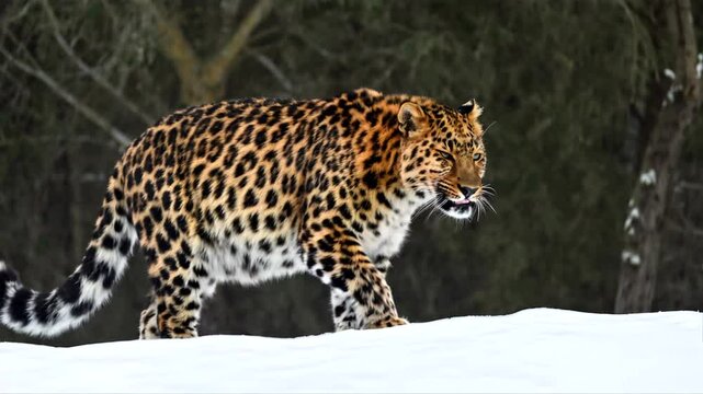 A short 4K video clip of  an Amur Leopard (Panthera pardus orientalis) walking forward on a snowy grass land
